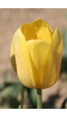 GOLDEN APELDOORN